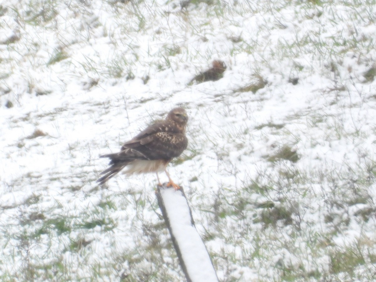 moták severoamerický - ML646309915