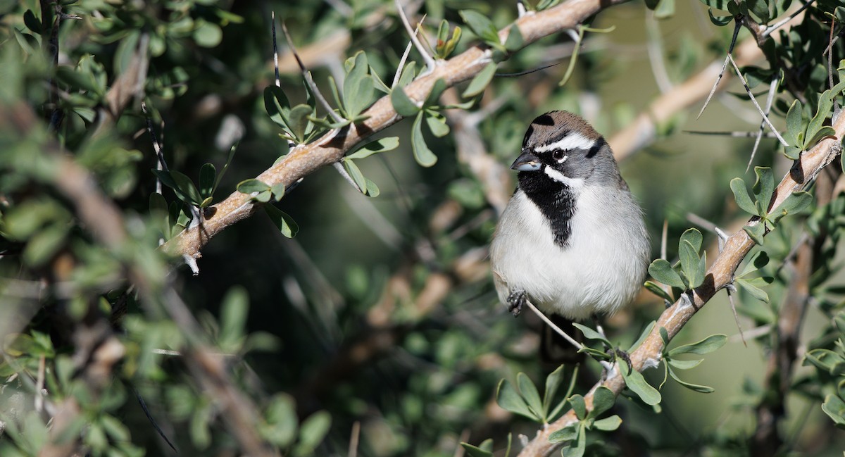 Black-throated Sparrow - ML646309916