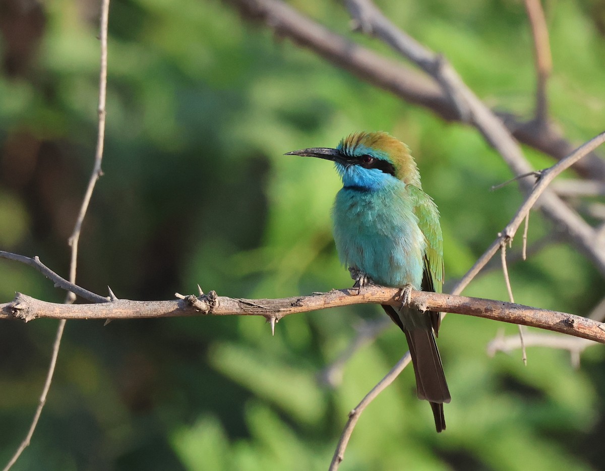 Arabian Green Bee-eater - ML646309917