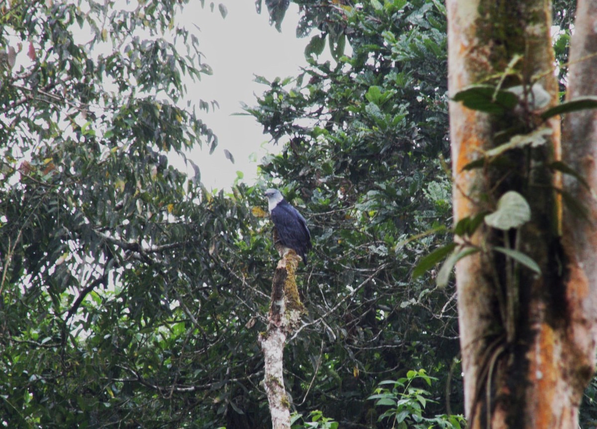 Gray-headed Kite - ML646309921