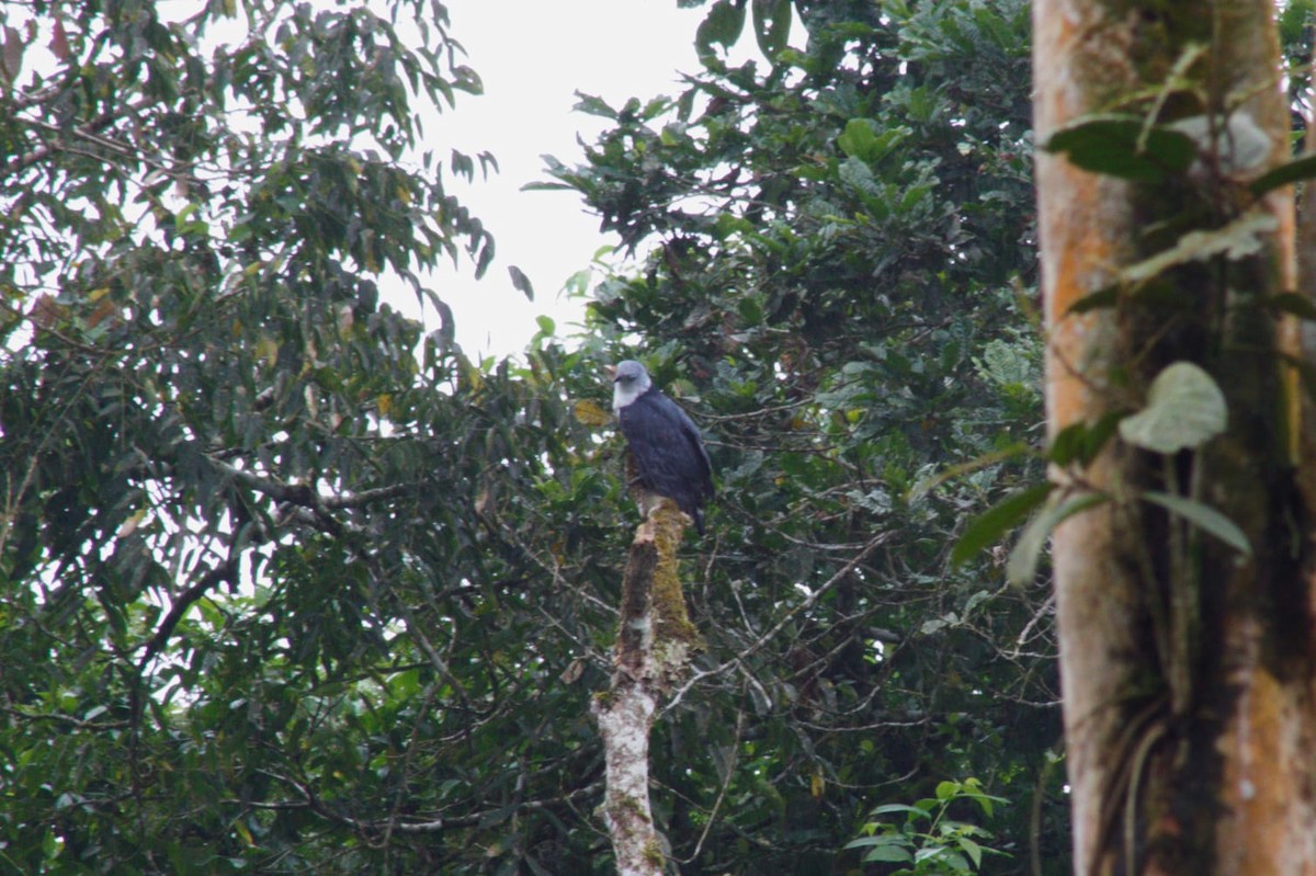 Gray-headed Kite - ML646309922