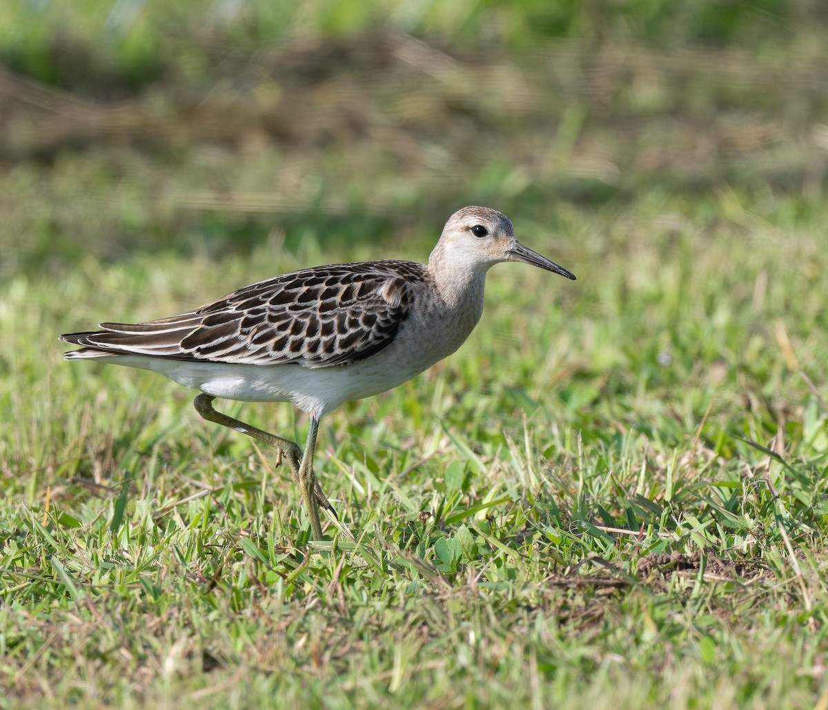 エリマキシギ - ML646309923