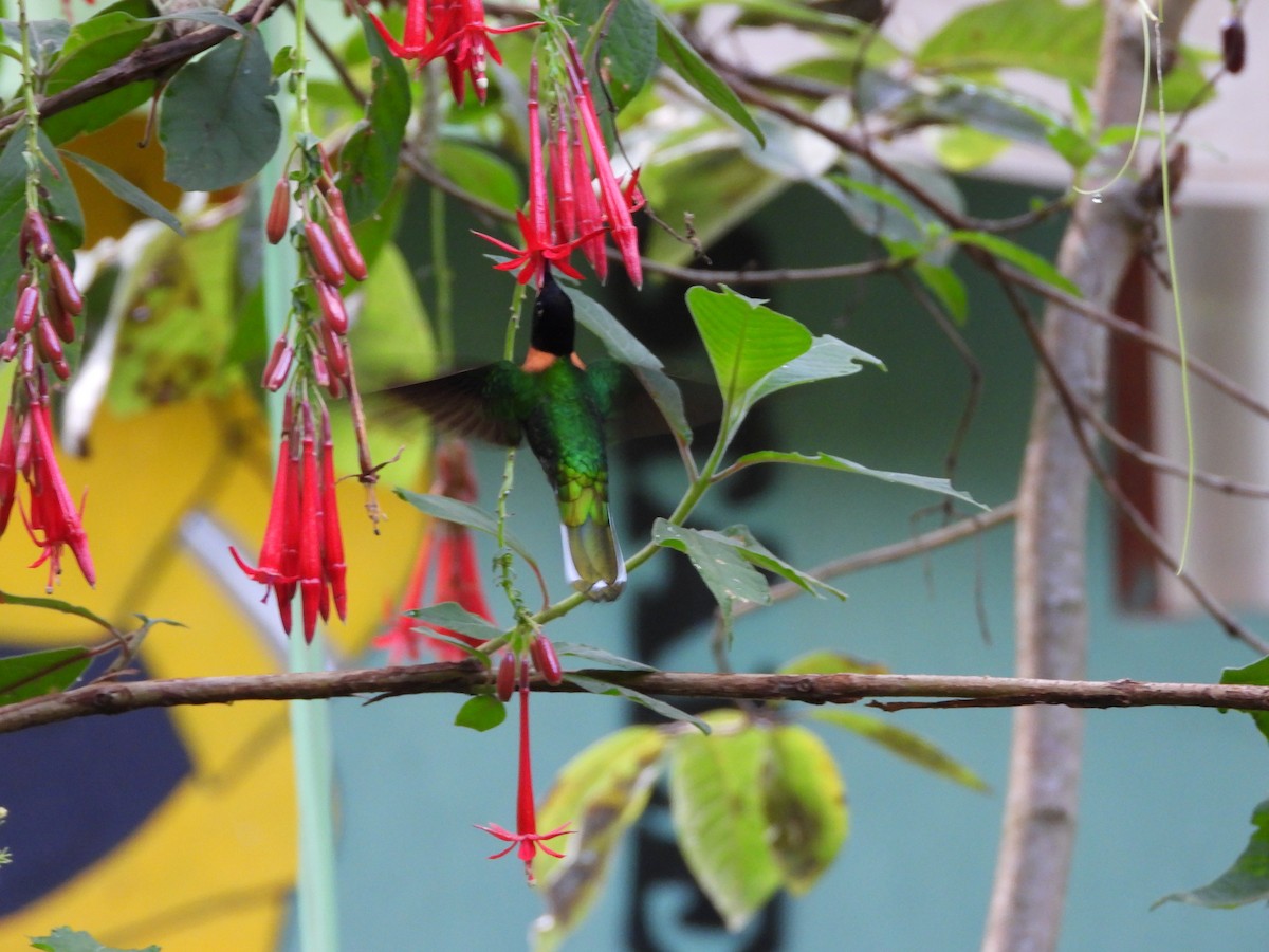 rustbrystinka - ML646309924