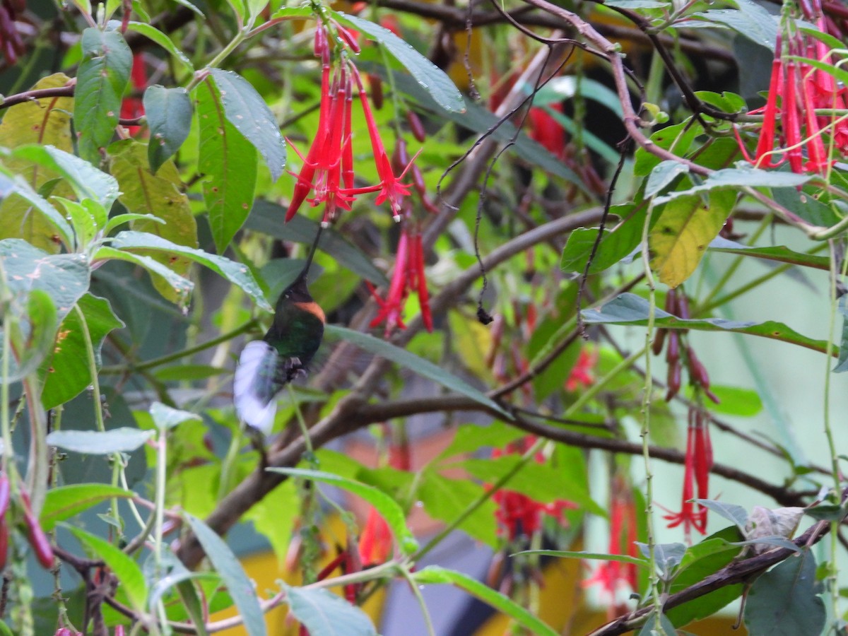 rustbrystinka - ML646309925