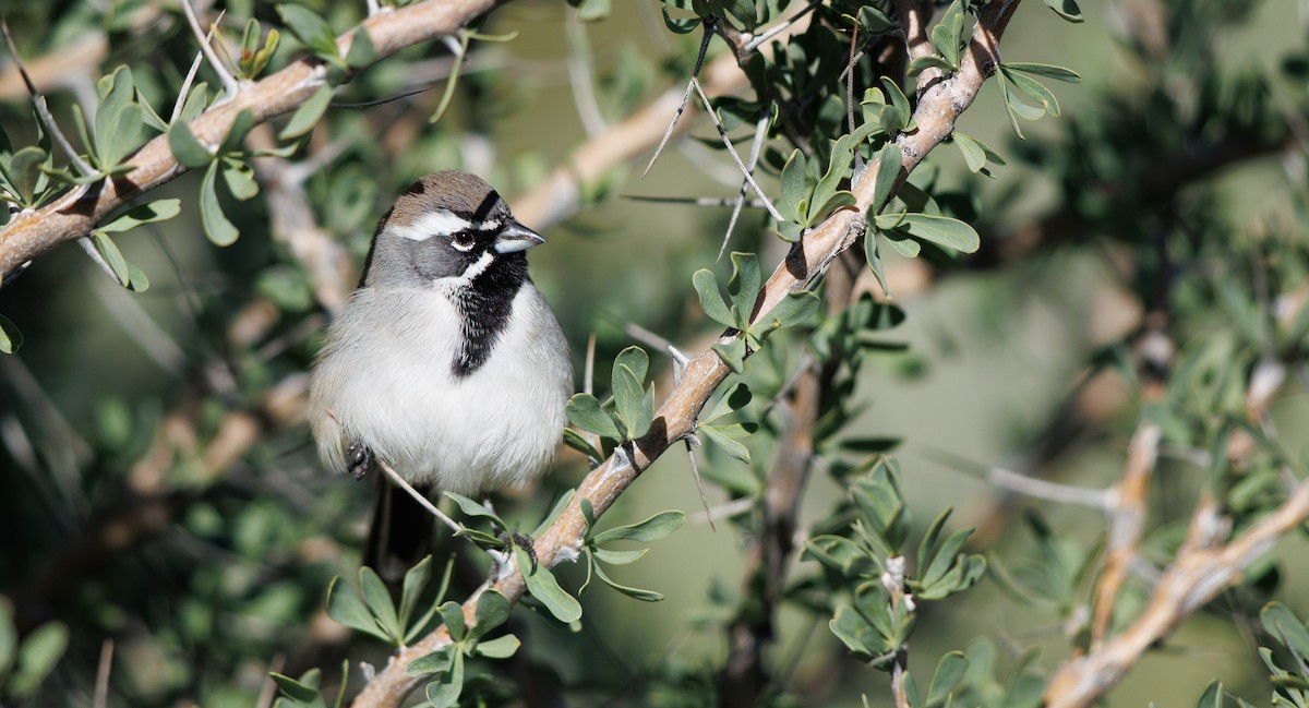 Black-throated Sparrow - ML646309928