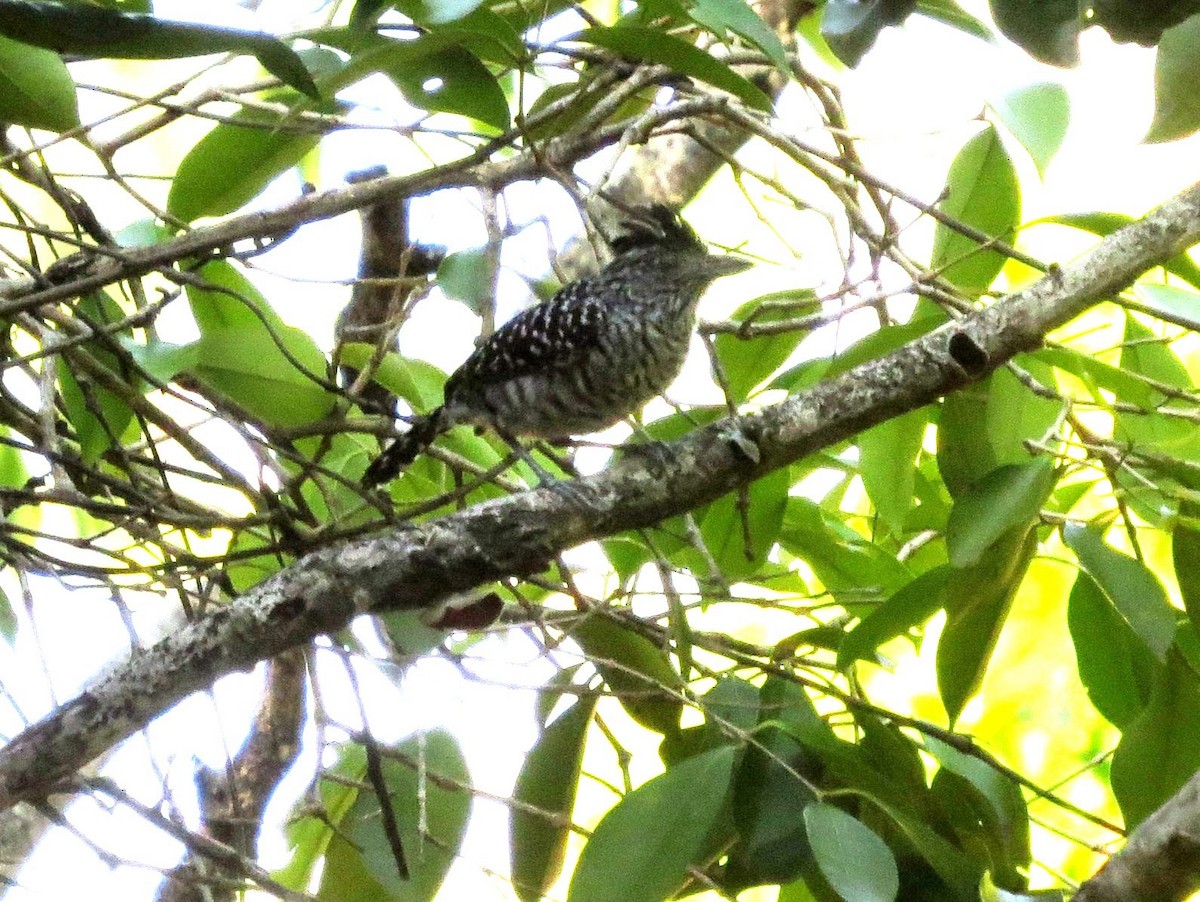 Barred Antshrike - ML646309929