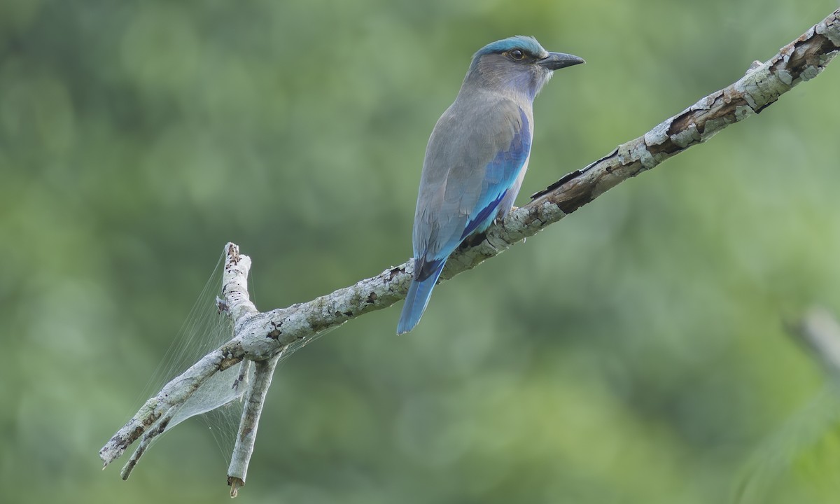 Indochinese Roller - ML646309932