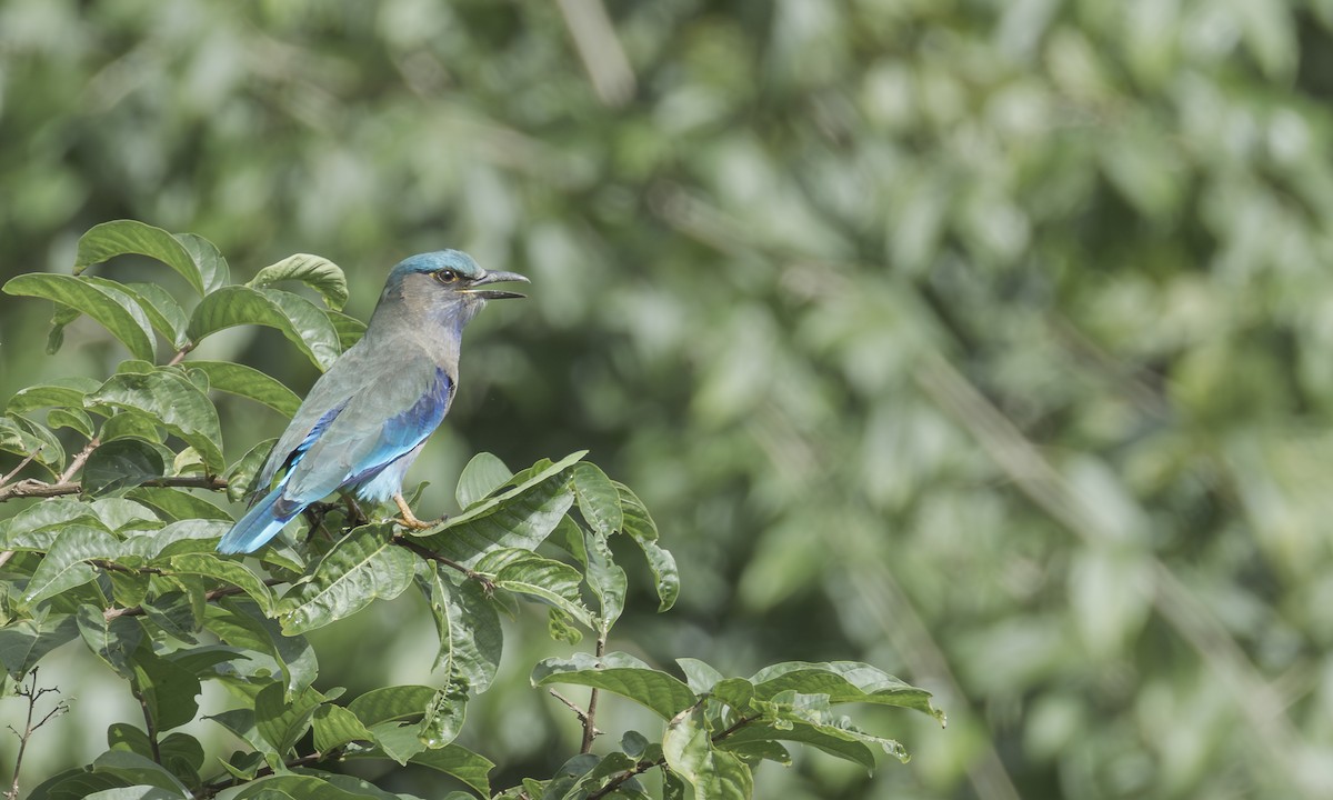 Indochinese Roller - ML646309933