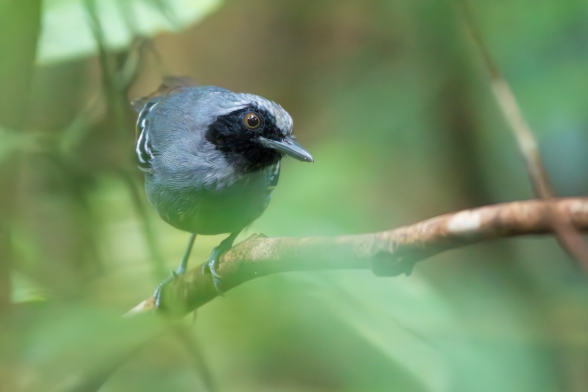 Black-faced Antbird - ML646309935