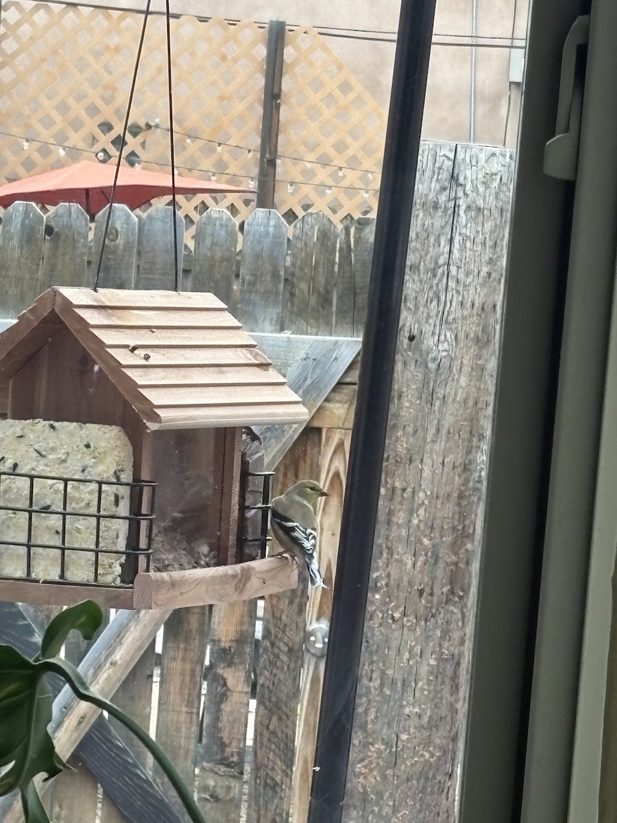 American Goldfinch - ML646309936