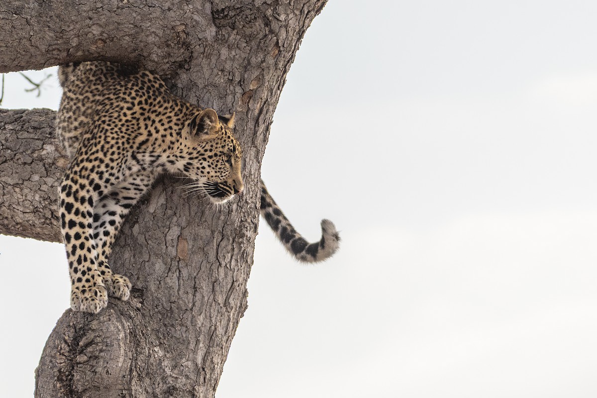 African Leopard - ML646309937