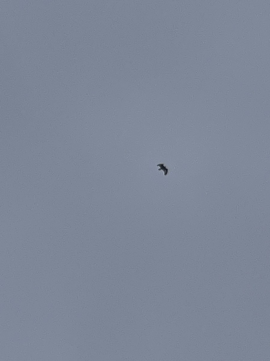 Golden Eagle - ML646309938