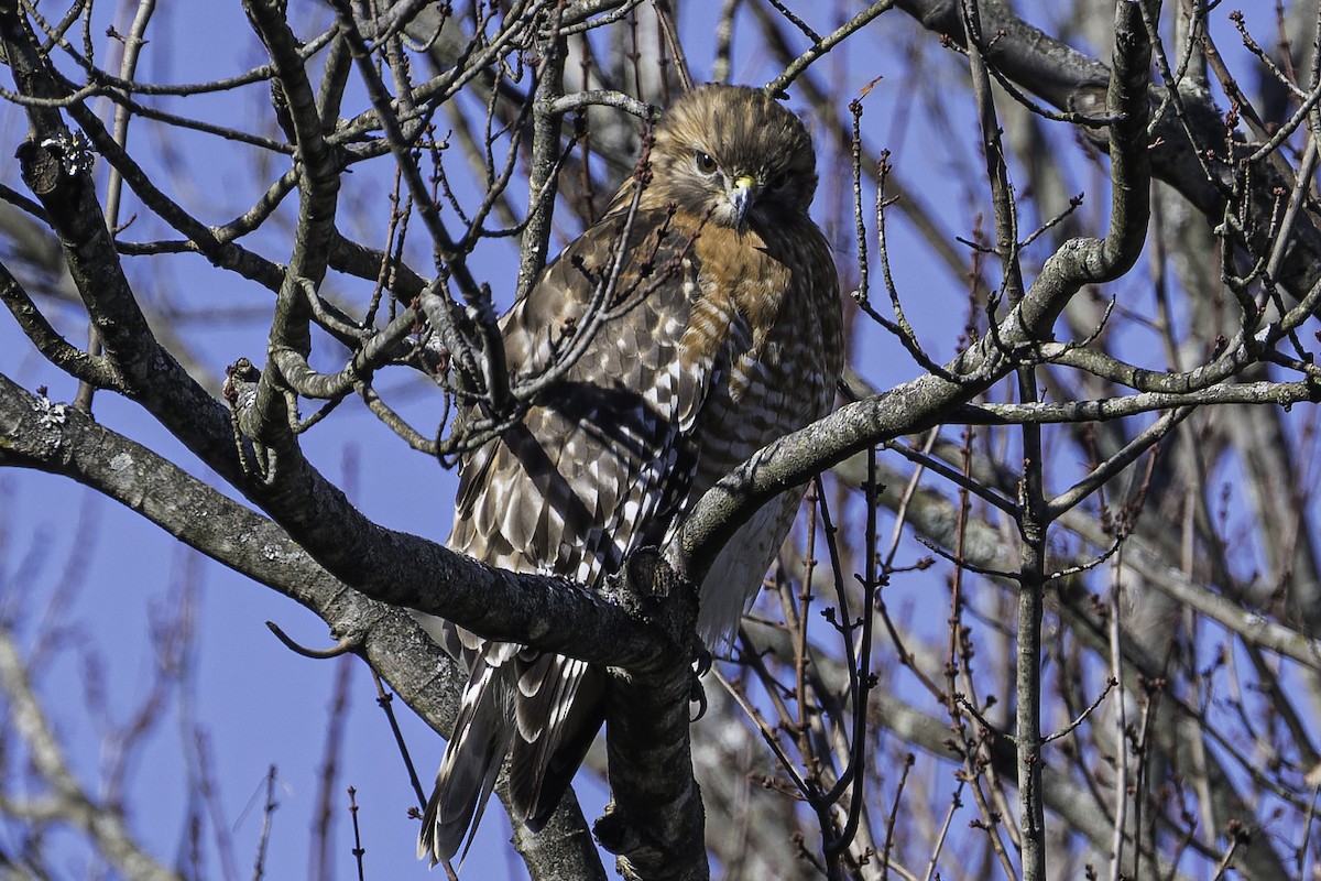 Red-shouldered Hawk - ML646309939