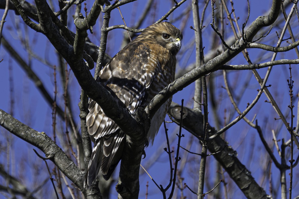 Red-shouldered Hawk - ML646309940