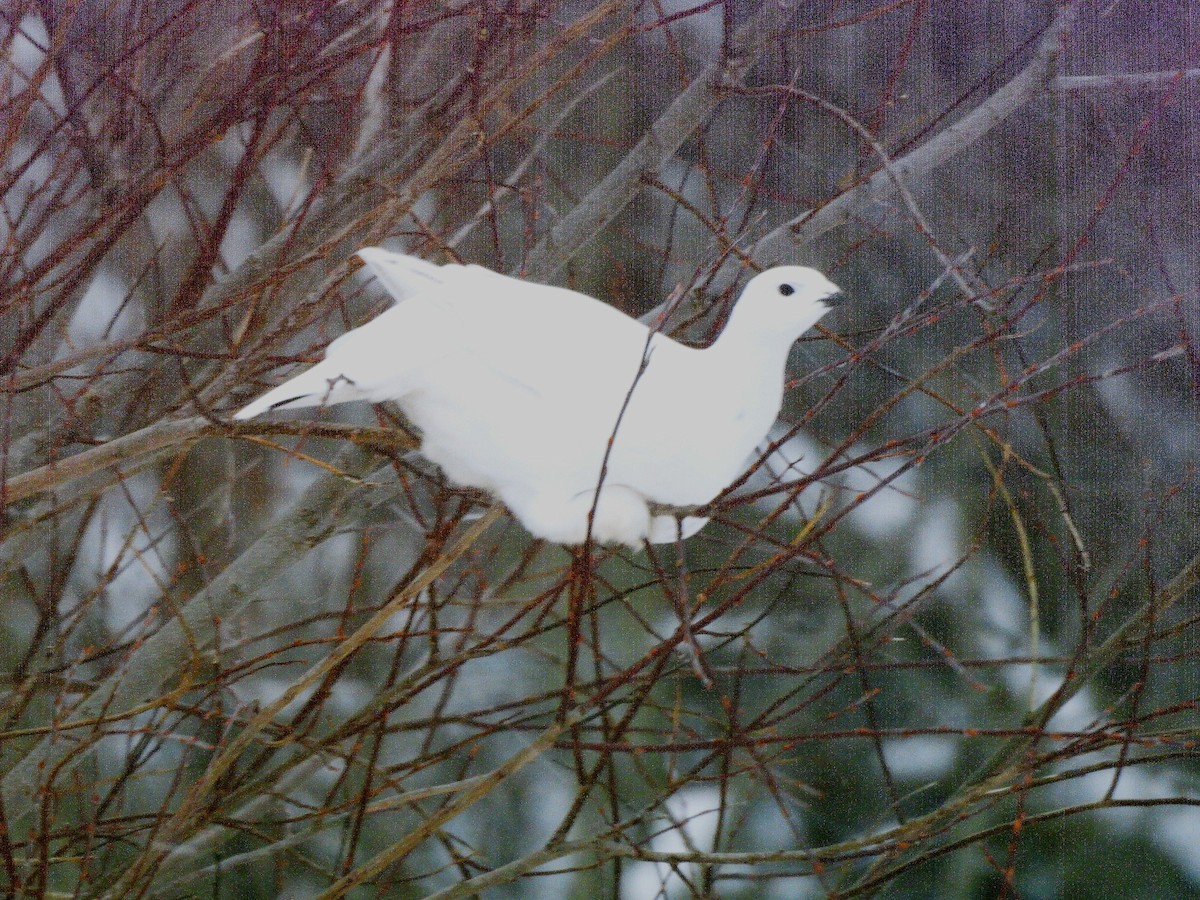 Moorschneehuhn - ML646309942