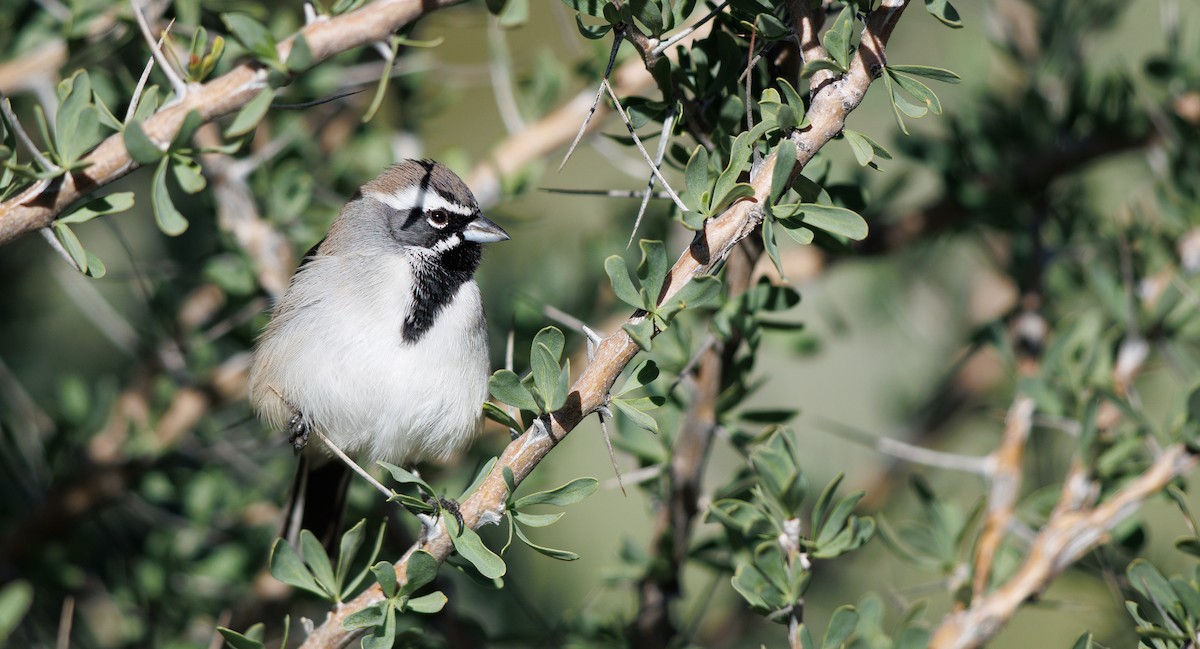 Black-throated Sparrow - ML646309947