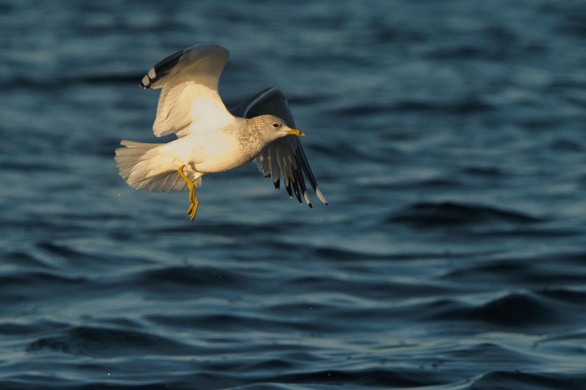 Common Gull - ML646309954