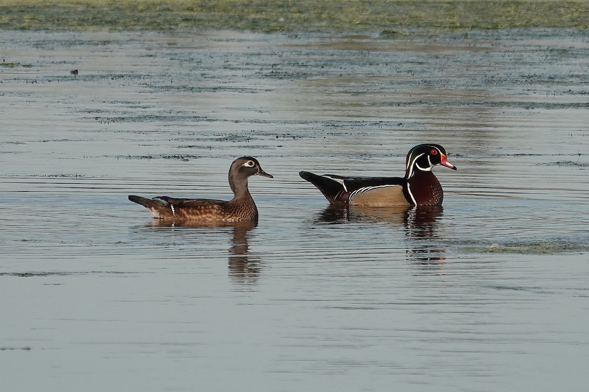 Anatra sposa - ML646309957