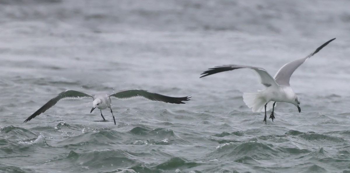 Gabbiano sghignazzante - ML646309964