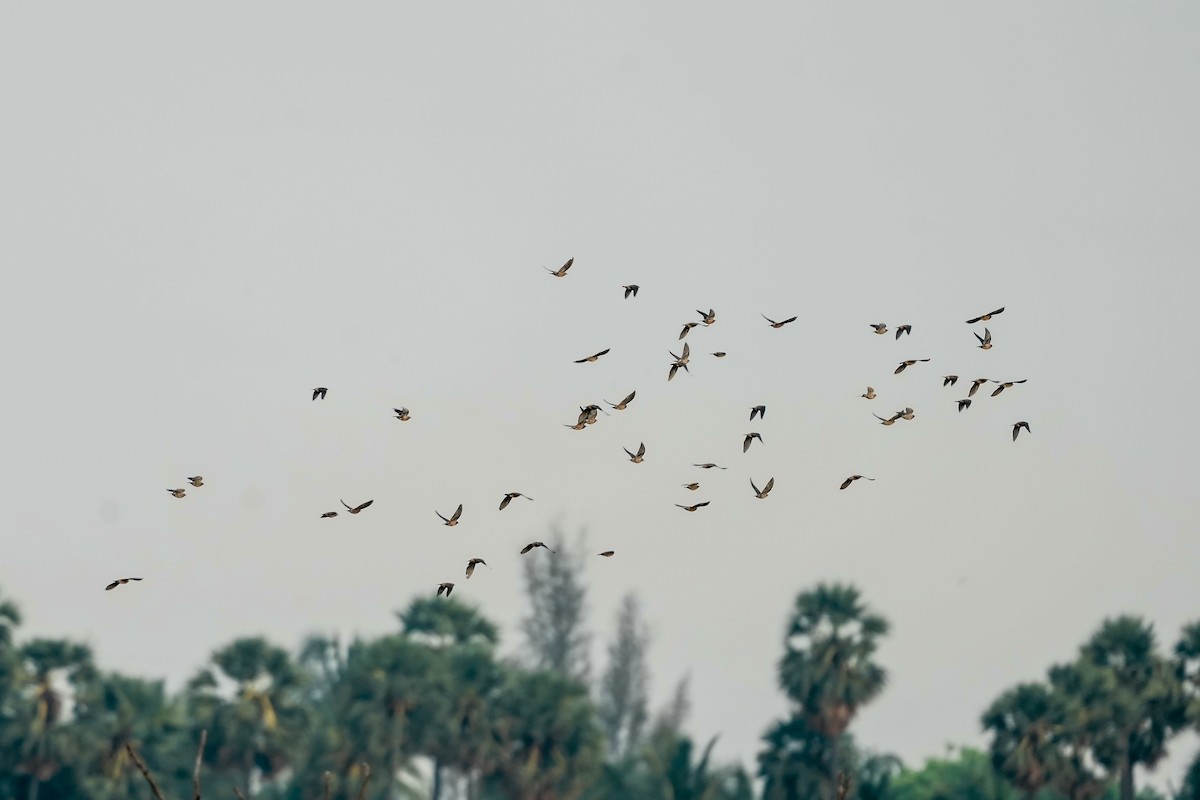 Chestnut-tailed Starling - ML646309967