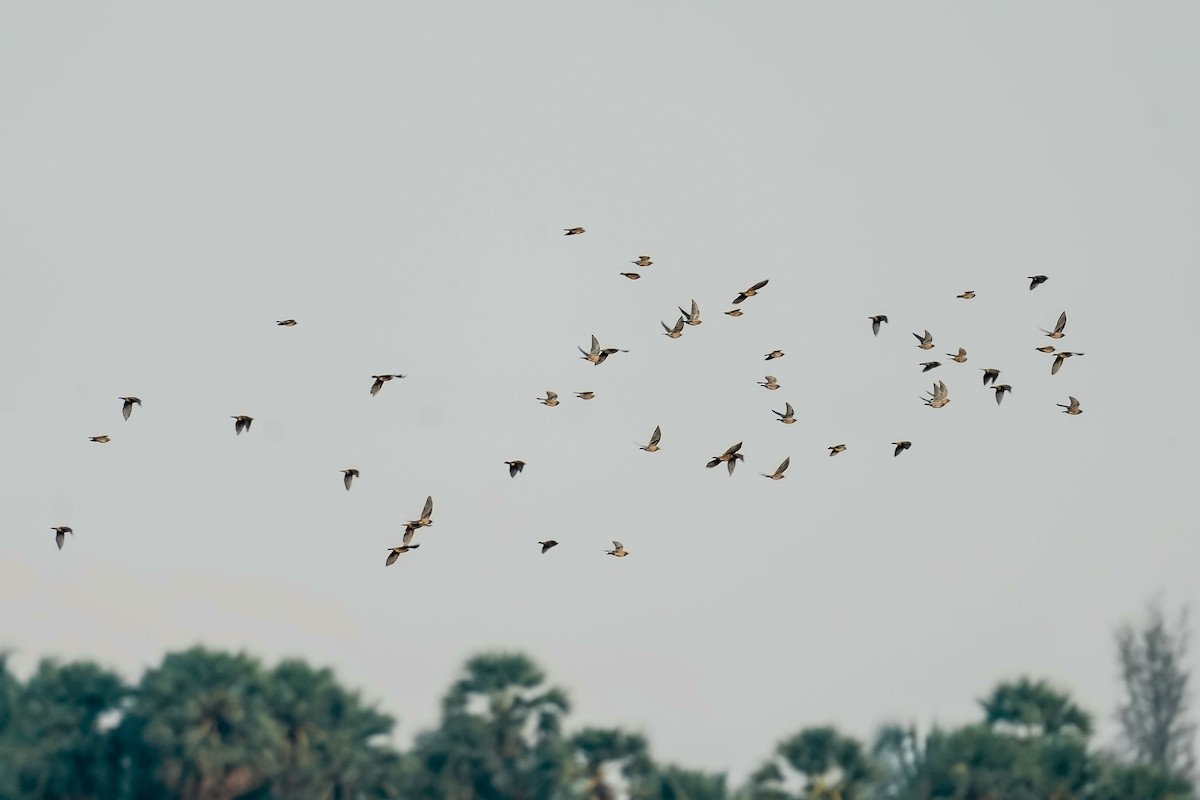 Chestnut-tailed Starling - ML646309968