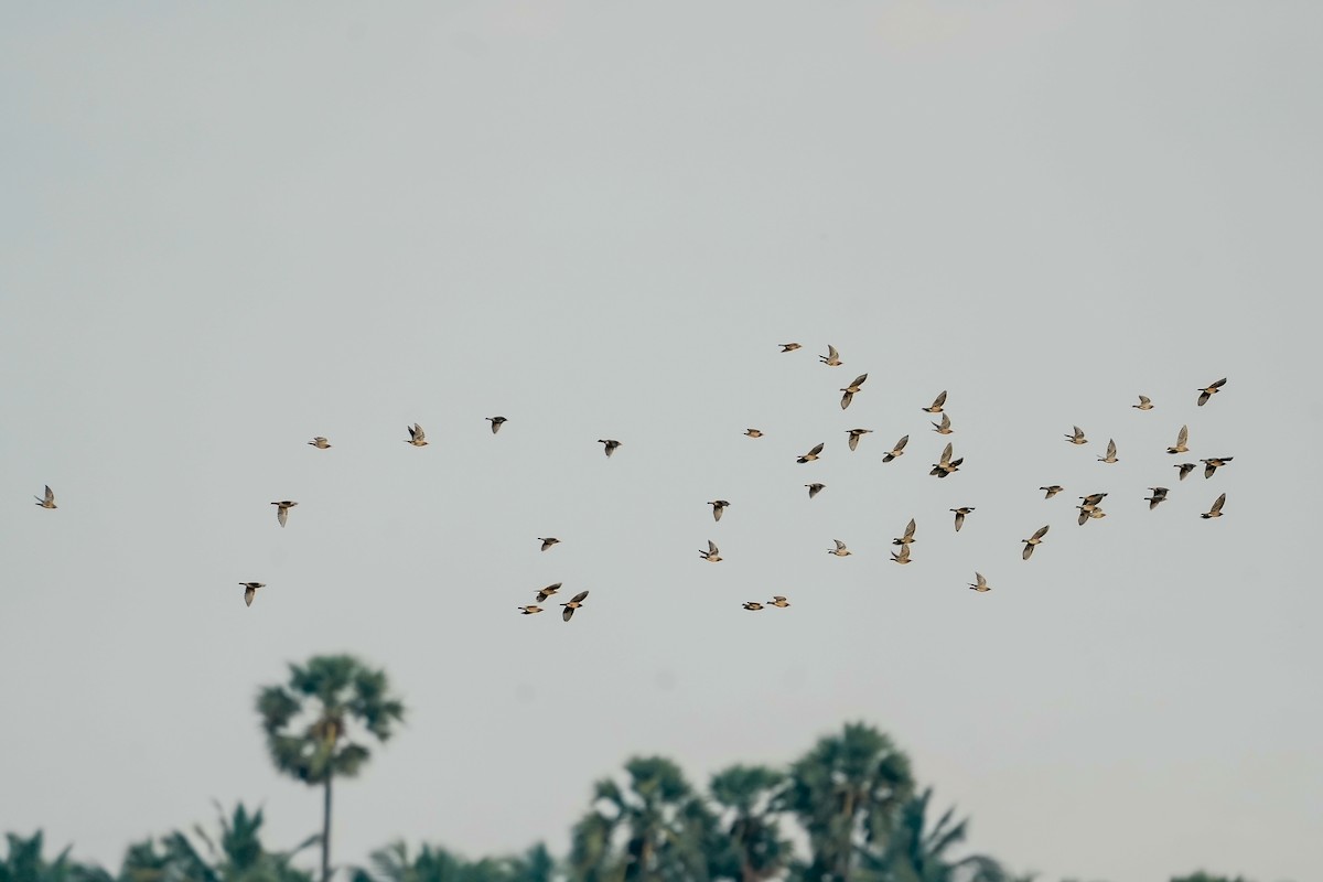 Chestnut-tailed Starling - ML646309970
