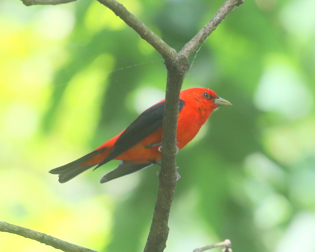 Scarlet Tanager - ML646309972