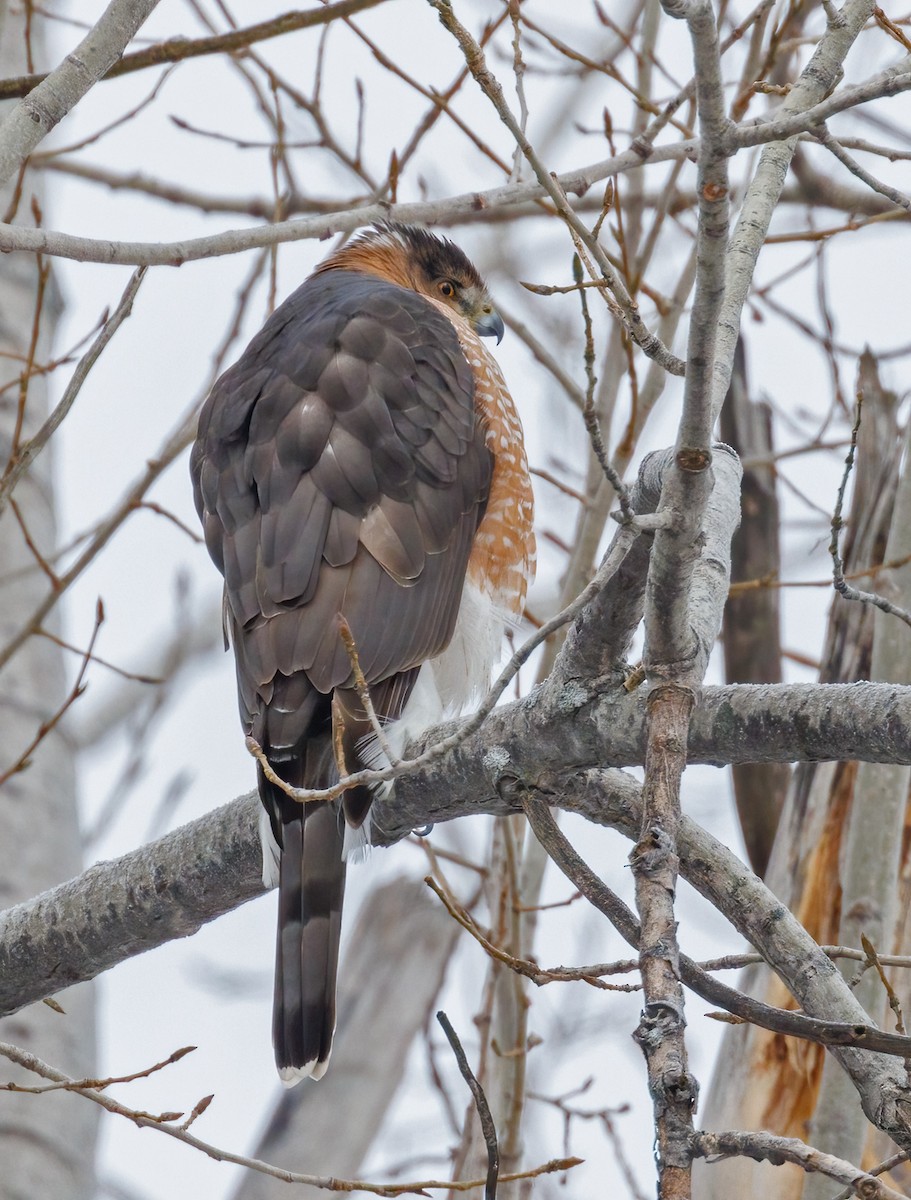 Cooper's Hawk - ML646309976