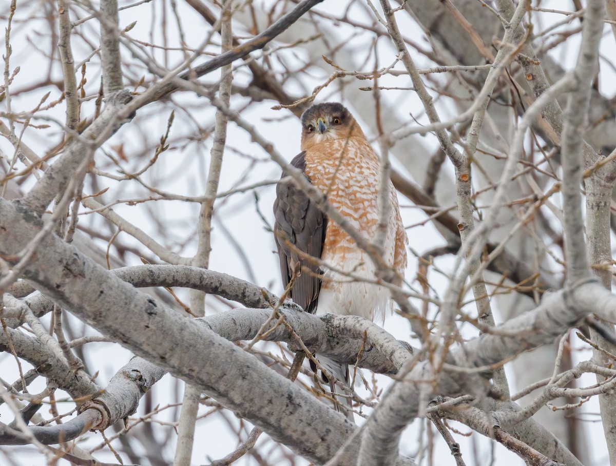 Cooper's Hawk - ML646309977