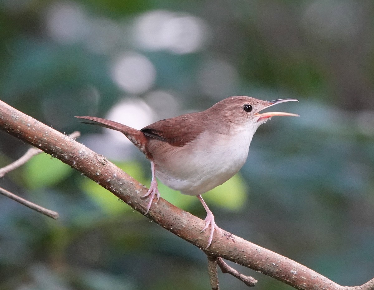 Cozumel Wren - ML646309980