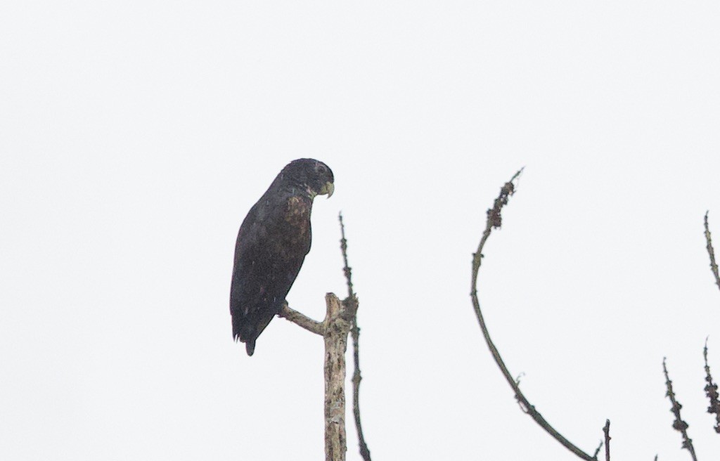 Bronze-winged Parrot - ML646309983