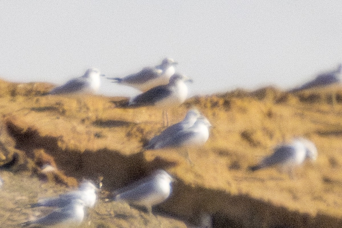 ニシセグロカモメ - ML646309984