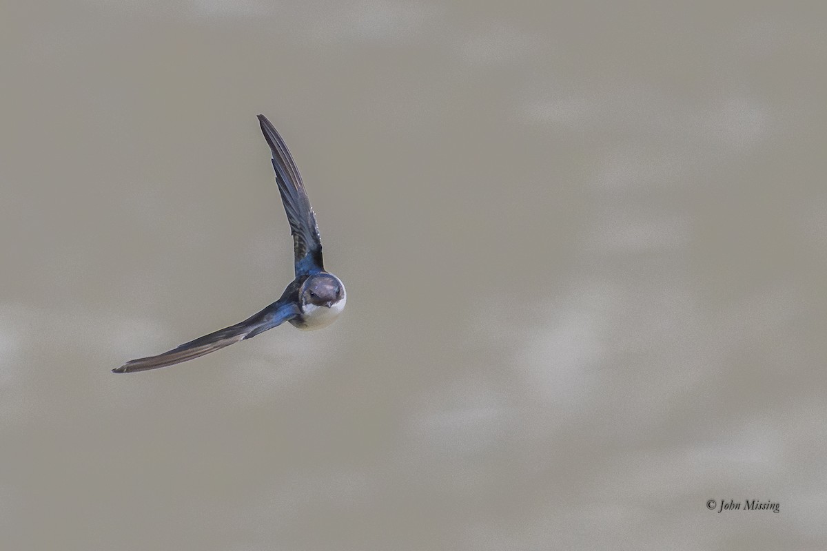 Blue-and-white Swallow - ML646309985