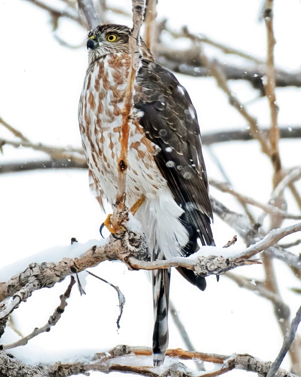 Cooper's Hawk - ML646309986