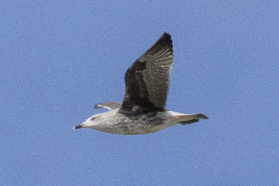 ニシセグロカモメ - ML646309989