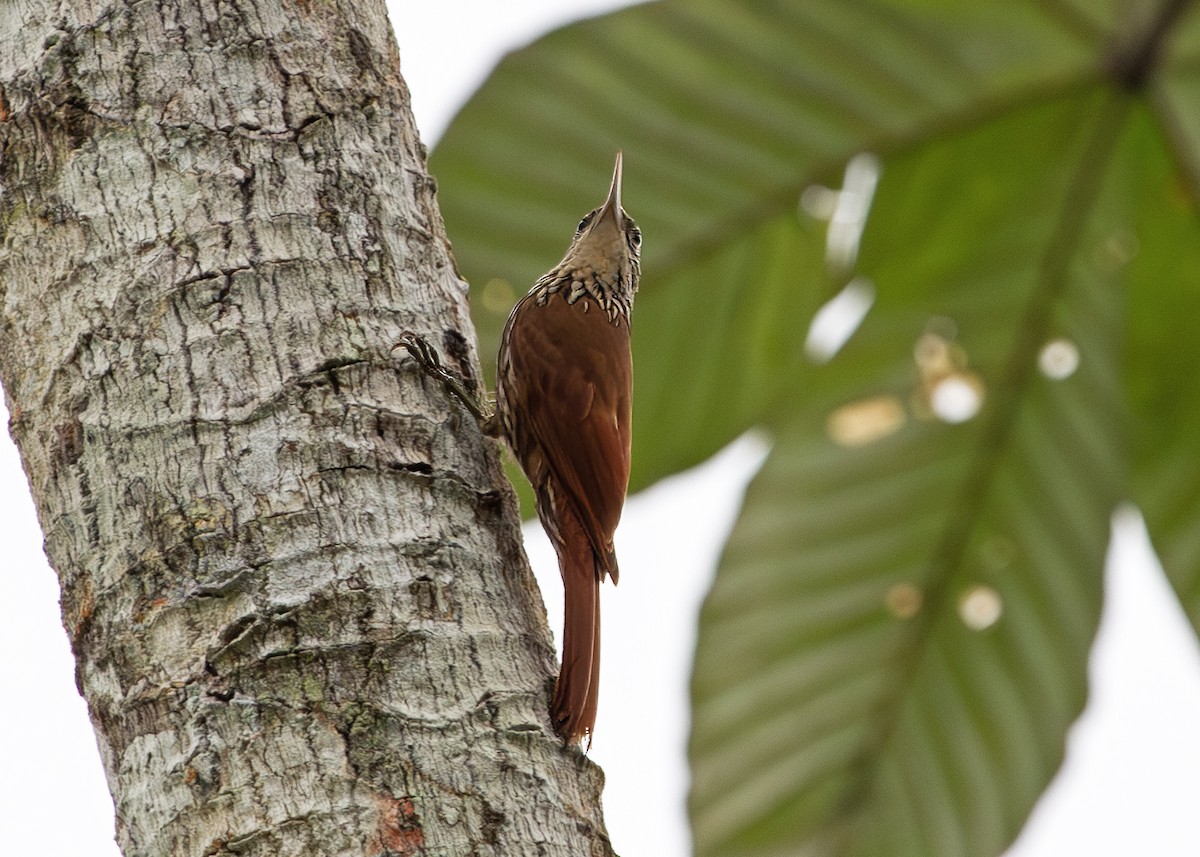 Streak-headed Woodcreeper - ML646309991