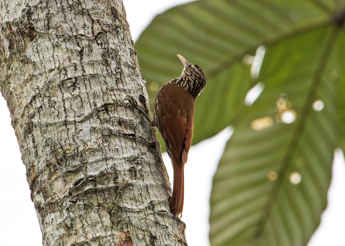 Streak-headed Woodcreeper - ML646309992