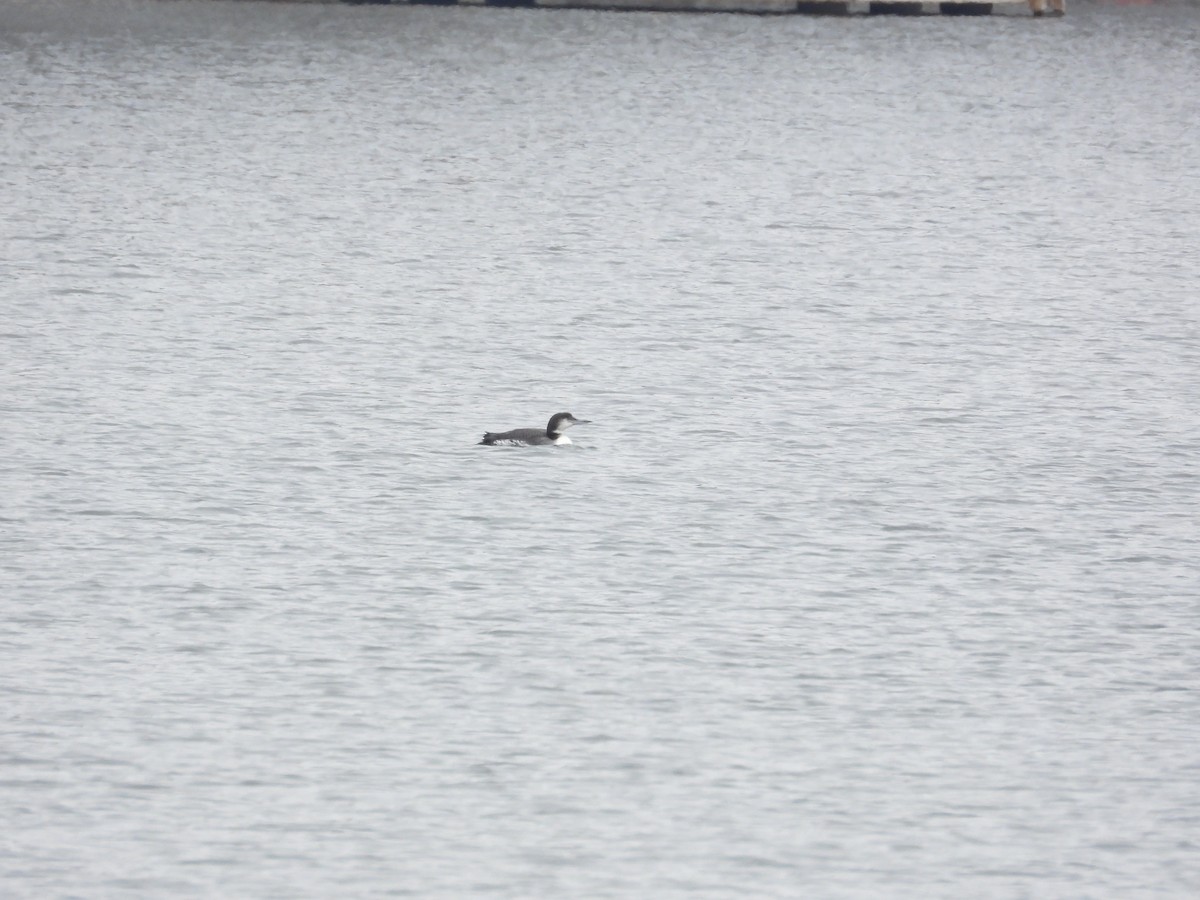 potáplice lední - ML646309993