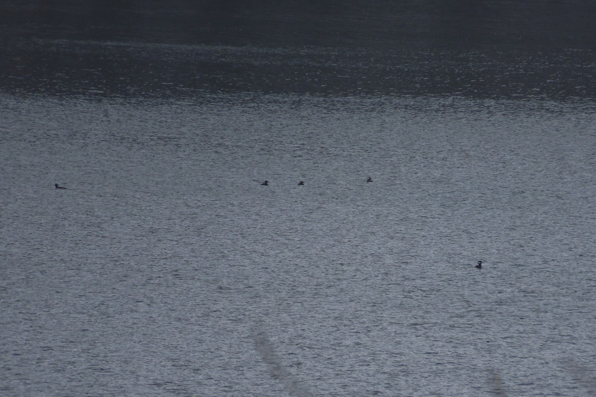 Hooded Merganser - ML646309994