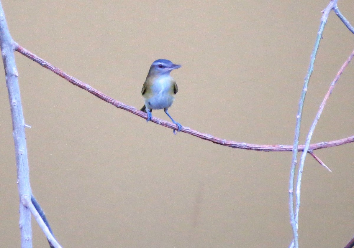 Yellow-green Vireo - ML646309995