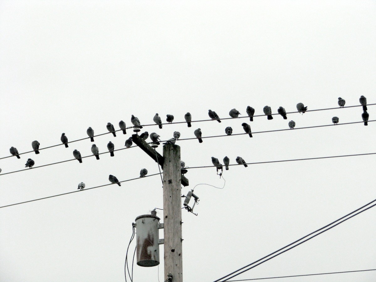 Rock Pigeon (Feral Pigeon) - ML646309998