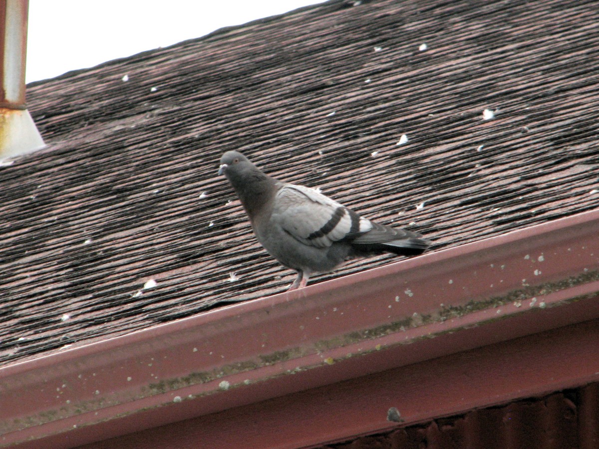 Rock Pigeon (Feral Pigeon) - ML646310000
