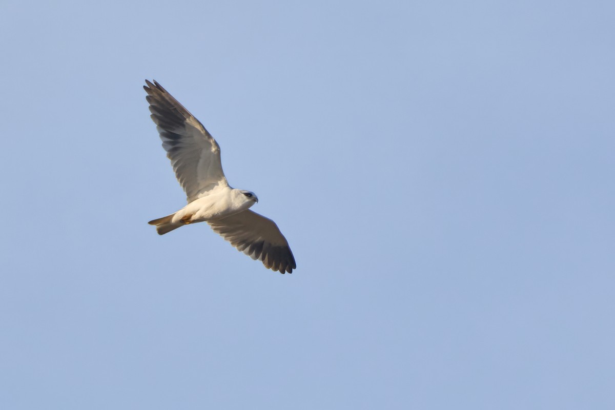 Black-winged Kite - ML646310001