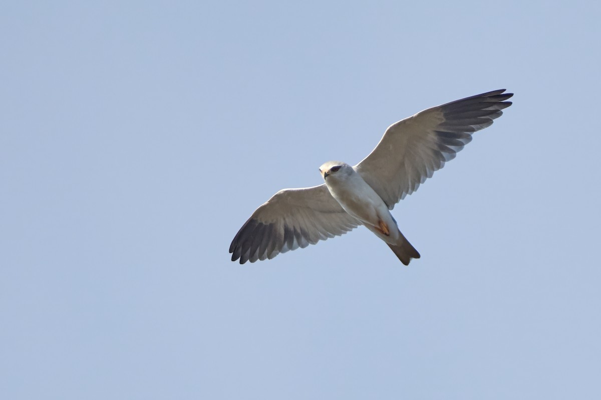 Black-winged Kite - ML646310002