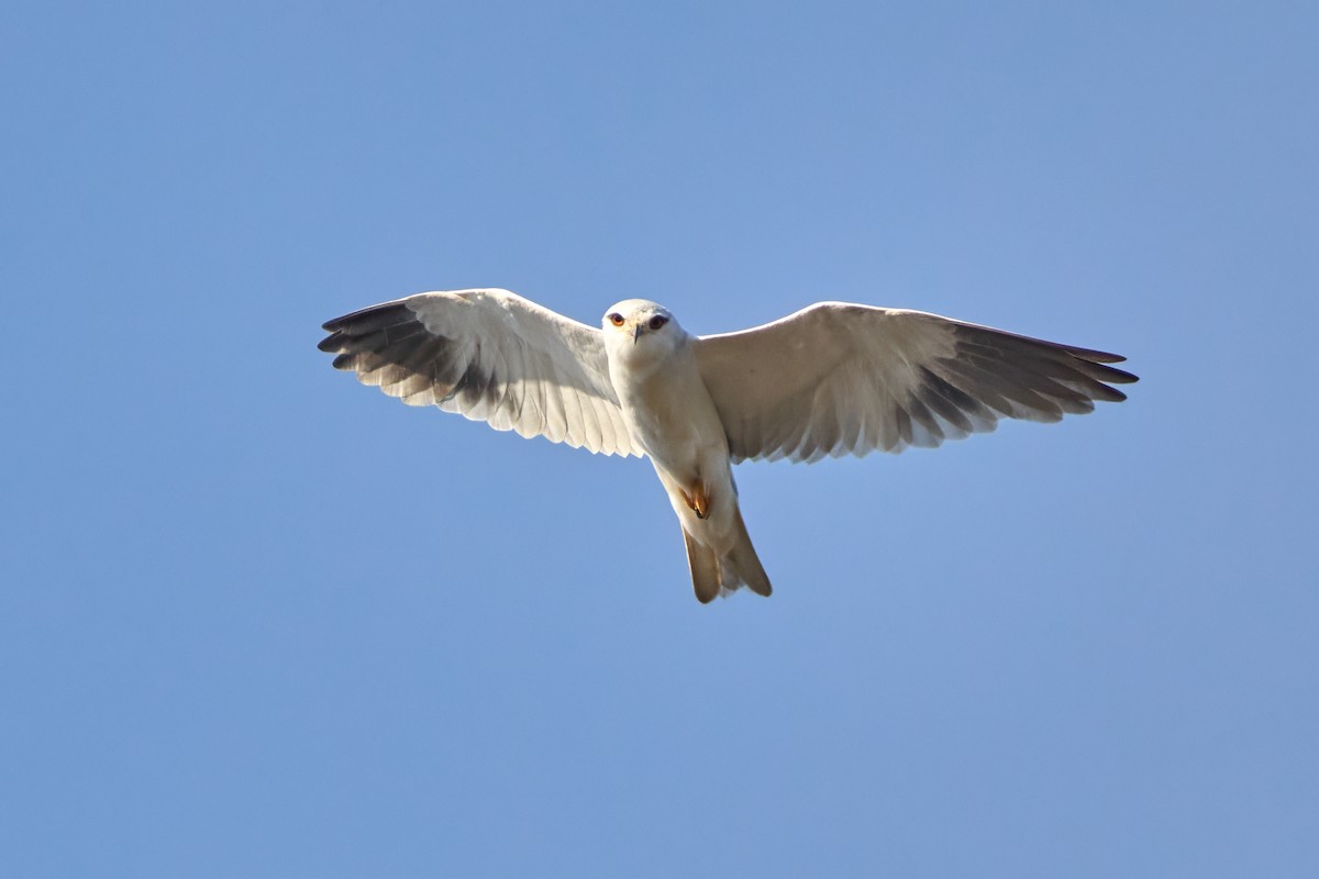 Black-winged Kite - ML646310003