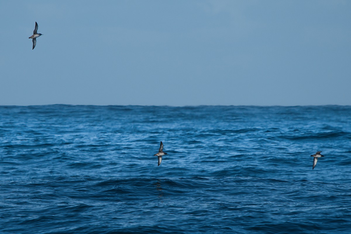 Balearic Shearwater - ML646310004