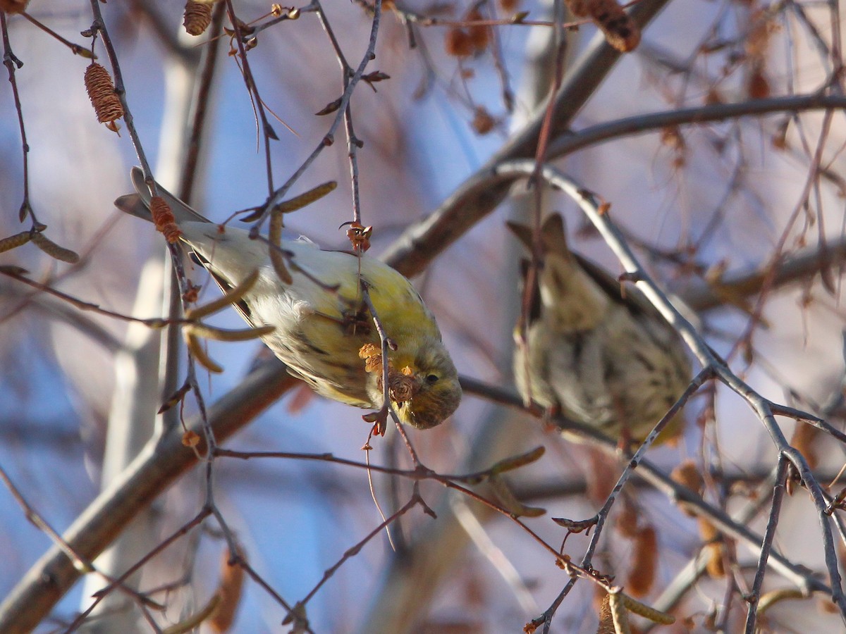 Txirriskila arrunta - ML646310005