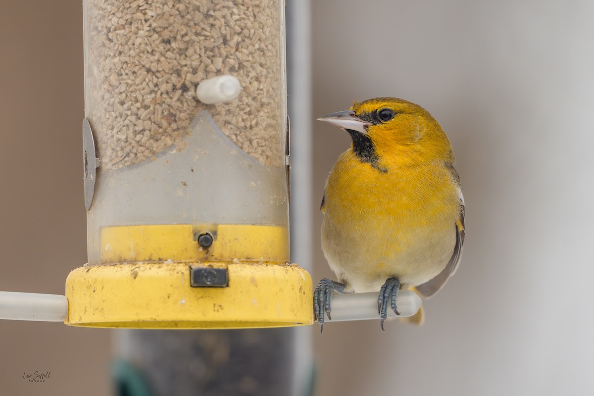 Bullock's Oriole - ML646310008