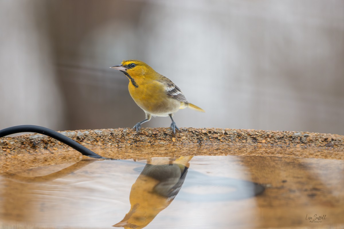 Bullock's Oriole - ML646310009