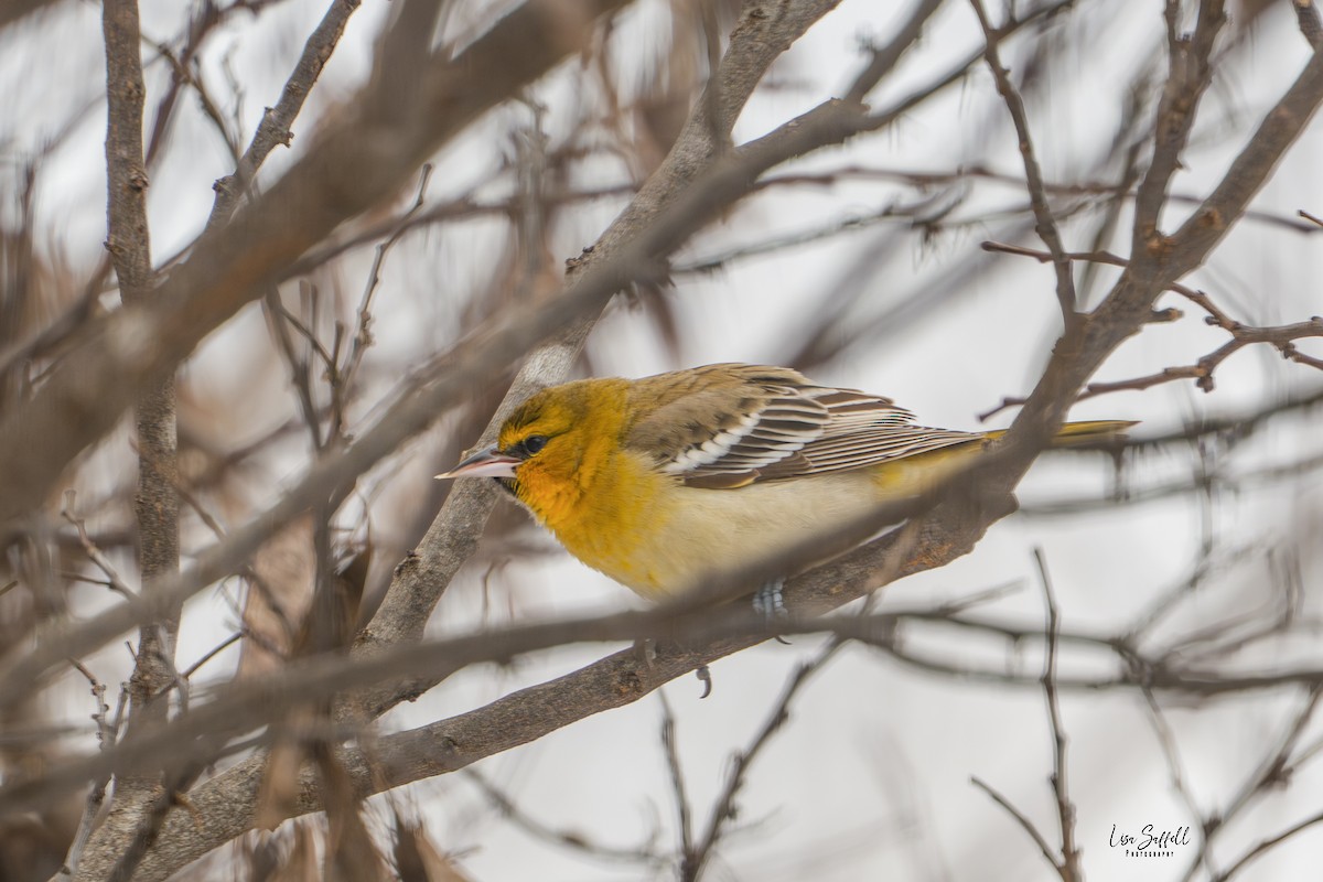 Bullock's Oriole - ML646310010